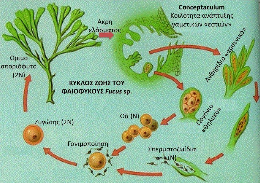 Αναπαραγωγή των φυκών Εγγενής Διπλοειδής κύκλος ζωής,
