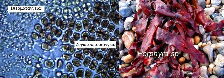 Αναπαραγωγή των φυκών