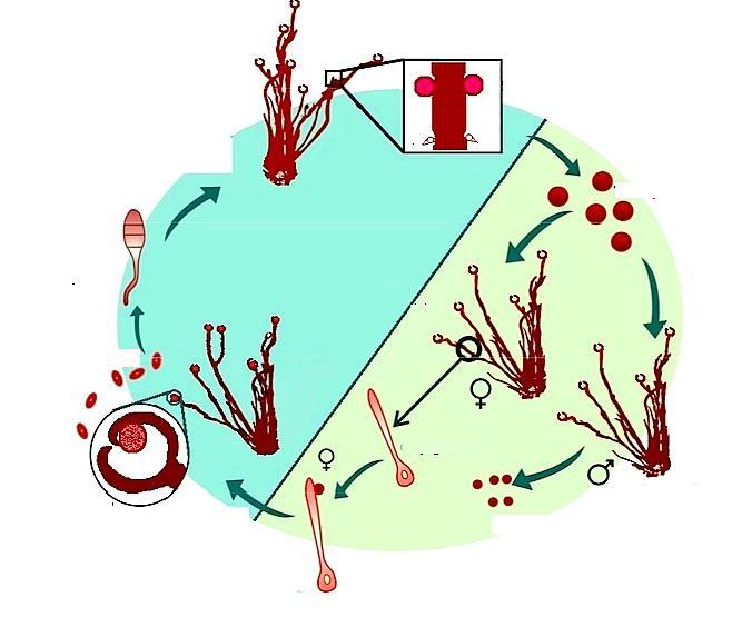 Centroceras clavulatum Νεαρό τετρασποριόφυτο Καρποσπόρια Κυστοκάρπιο (1Ν) + Ωριμο Τετρασποριόφυτο
