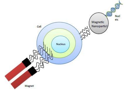 Μαγνητικά νανοσωματίδια: Είναι παραμαγνητικά νανοσωματίδια που χρησιμοποιούνται ως φορείς φαρμάκων.