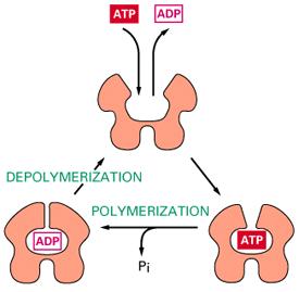 ATP και ADP