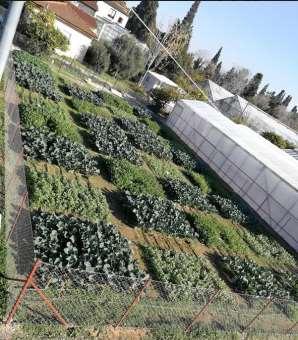 Μελέτη Περίπτωσης Το εργαστήριο κηπευτικών καλλιεργειών σε συνεργασία με το παραπάνω πρόγραμμα έχει αναλάβει δύο μελέτες περίπτωσης.