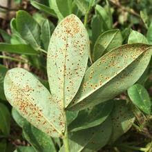 Προσβολή φύλλων αραχίδας με σκωρίαση (Puccinia arachidis)