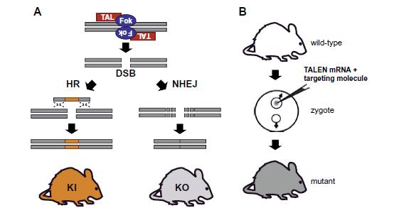 TALEN (transcription activator-like effector nucleases) Τεχνητές νουκλεάσες που στηρίζονται στις πρωτεΐνες TAL effectors