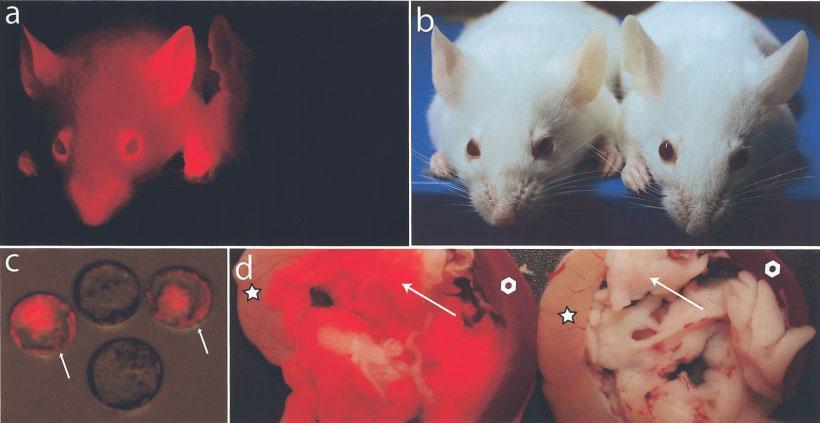 Mouse in Red: Red Fluorescent Protein Expression in Mouse ES Cells, Embryos, and Adult Animals Kristina Vintersten,1 Claudio