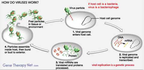 Ι- Ο κύκλος αναπαραγωγής ζωής των ιών Το παράδειγμα του βακτηριοφάγου 4 1 2
