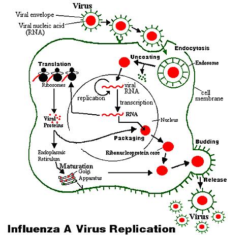 ΙΙ- Ο κύκλος ζωής των ιών Το παράδειγμα του ιού της