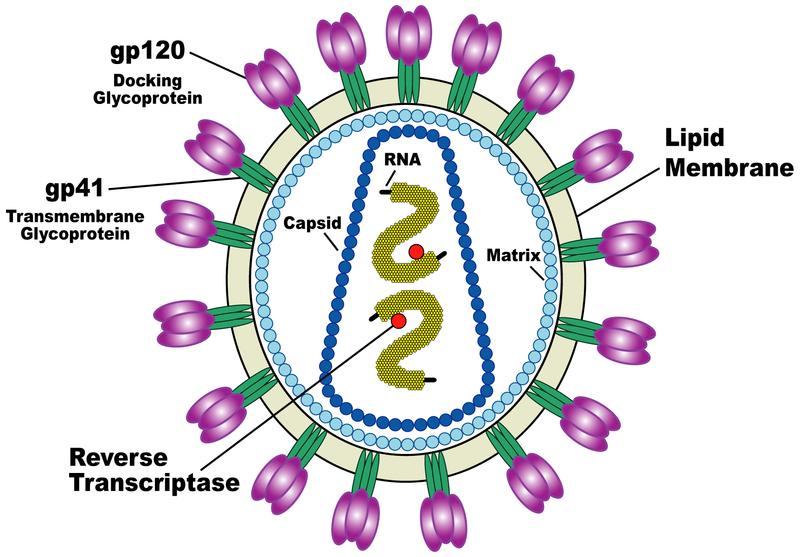 A. Ο ιός HIV & κυτταρικός