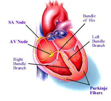 Cardiac electrical activity Ο καρδιακος μυς δεν χρειαζεται ιδιαιτερη νευρωση για την συστολη Κάθε παλμος ξεκιναει με την αυτοματη εκπολωση των κυτταρων τπου βηματοδοτη στον ΦΚ Αυτά τα κυτταρα