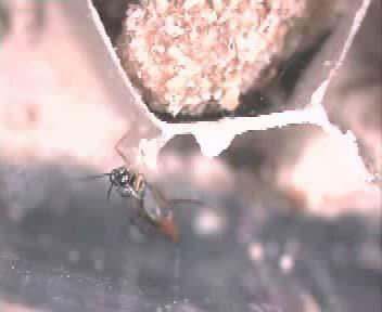 Παρασιτοειδή και αρπακτικά (predators/parasitoids) Τρέφονται από άλλα έντομα