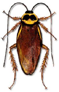 Τρία σημαντικά είδη: «Γερμανική κατσαρίδα» 12-15 mm, χρώμα καστανό-κίτρινο