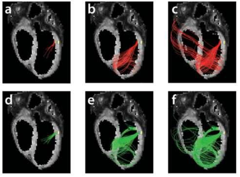 Smerup et al Anat Rec, 292:1 11,