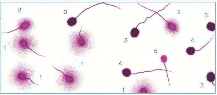 DNA. Εικόνα 5: Παρατήρηση των κατηγοριών στο οπτικό μικροσκόπιο
