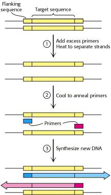 Αλληλουχία στόχος Η αλυσιδωτή αντίδραση πολυμεράσης (PCR=Polymerase chain reaction) Κάθε κύκλος περιλαμβάνει: 1. Διαχωρισμός αλυσίδων (94-96 ο C) 2.