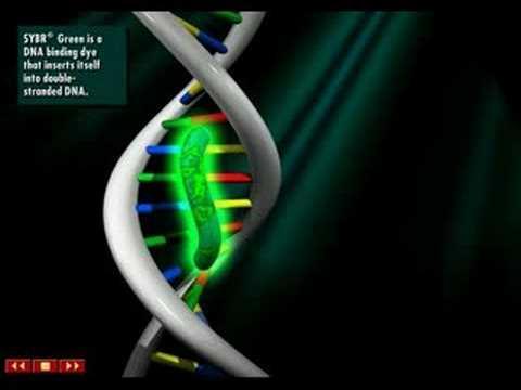 1. Παράγοντες που προσδένονται σε δίκλωνο DNA (χρωστική SYBR Green).