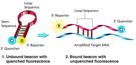 2. Ιχνηθέτες υβριδισμού TaqMan probe Είναι ένα ολιγονουκλεοτίδιο που φέρει μία φθορίζουσα ομάδα (reporter) στο ένα άκρο και μία ομάδα απορρόφησης