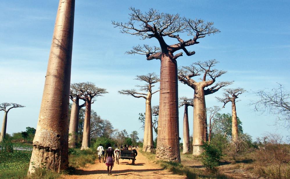 Αpr-Jun 10 Latitudes The country MADAGASCAR ΜΑΔΑΓΑΣΚΑΡΗ La Grande Ile Τhis former hideaway in the Indian Ocean is home to Africa s hidden treasures.