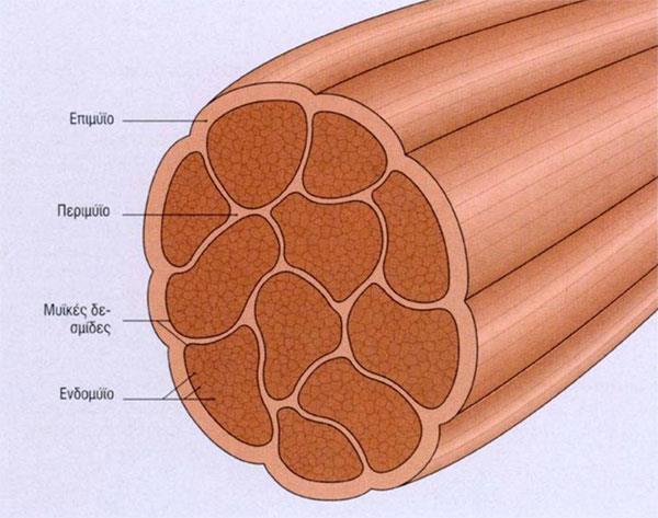 Ο συνδετικός ιστός των μυών Επιμύϊο - Περιμύϊο - Ενδομύϊο Το επιμύϊο, ένα παχύ έλυτρο συνδετικού ιστού και περιβάλλει όλο το μυ.