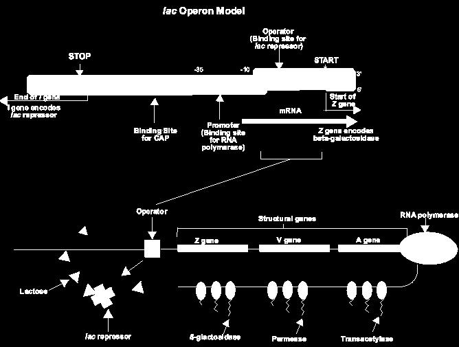 Οπερόνιο (Operon)