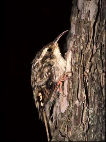 Γύπας (Gyps fulvus) Αετός (Aquila