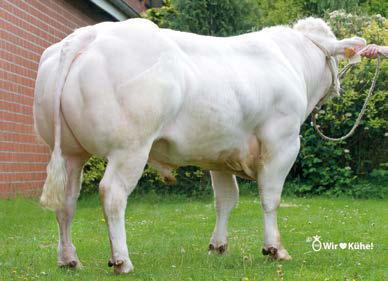 VAPIANO 3530 DE 09 43853310 Vasir x Payoff BROWN SWISS GZW Για