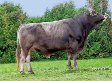 +16 kg 16,00 IDOLE 202275 BE 4-57914522 Sheriff x Sauveur BELGIAN