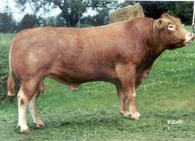 g 6,50 HAGEN 200338 DEU 000475750563 Hailon x Titi Limousin