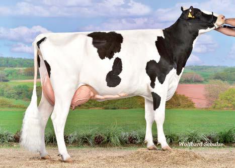 48 589 Amateur VG 85 ( Amateur)
