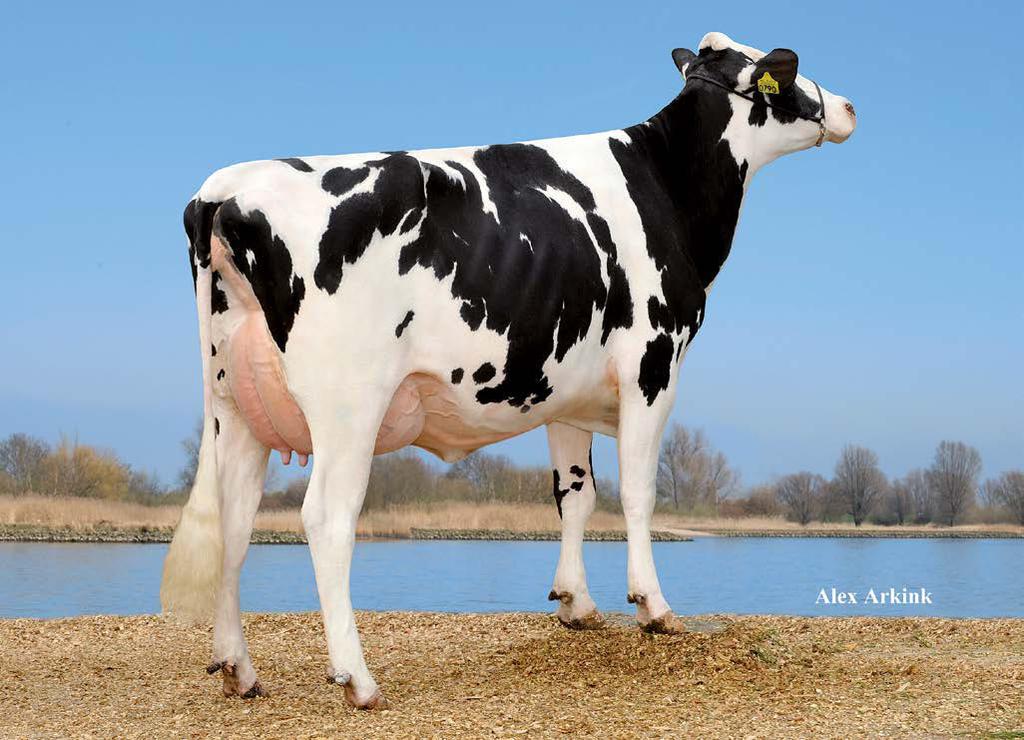 DG Charley ( Supershot) Broeks Madibet ( Mardi Gras) 156583 NLD 000865720444