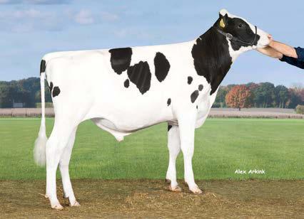 44 431 Broeks Betty VG 88 ( Snowman) πλάτος λεκάνης 115 95 156583-148 130 149 161