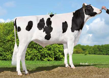 Josuper ( Supersire) De-su 3262 VG 85 ( Galaxy) HL 1 11464 4.72 541 3.46 3 De-Su 1563 VG 85 ( Bookem) HL 1 13662 2.69 368 3.