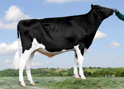 37 507 Commander ( Mogul) DE-SU 2337 GP 83 ( Supersire) DE-SU 520 EX 90 ( Bookem) HL 2 19291 2.55 492 3.