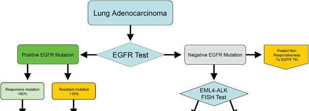 EML4-ALK: fusion gene,