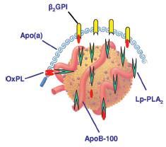 Lp(a) Αποτελείται από ένα σωματίδιο LDL με μία επιπλέον απολιποπρωτεΐνη, την apo(a) H apo(a)