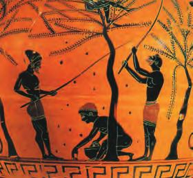 Η ε λ ι ά Η ελιά στην Ελλάδα και στη Μεσόγειο Η ελιά εμφανίστηκε για πρώτη φορά ως αγριελιά στην ανατολική Μεσόγειο, εκεί δηλαδή όπου αναπτύχθηκαν μερικοί από τους αρχαιότερους πολιτισμούς.