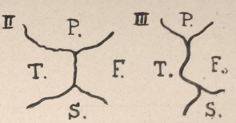 frontotemporal- double Y Type