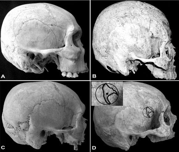 2004) Evidence from nonhuman primates