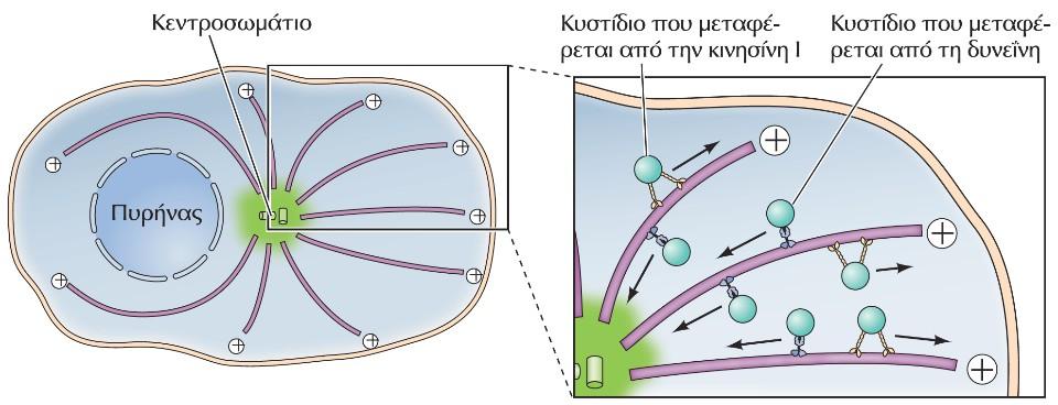 Μεταφορά κυστιδίων κατά μήκος των μικροσωληνίσκων.