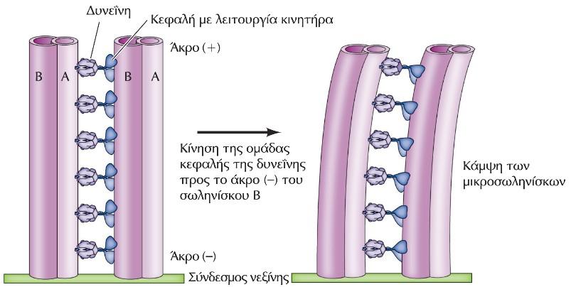 Κίνηση των μικροσωληνίσκων