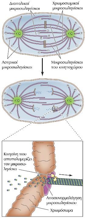 Κίνηση των χρωμοσωμάτων στην ανάφαση ΑPs/νευροινιδίων.