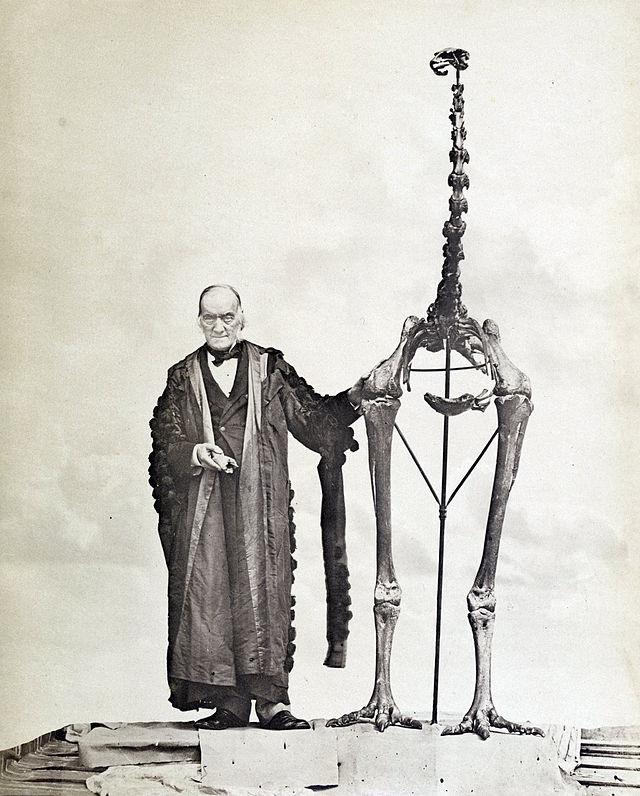 πουλί μόα (Dinornis maximus - τώρα D.
