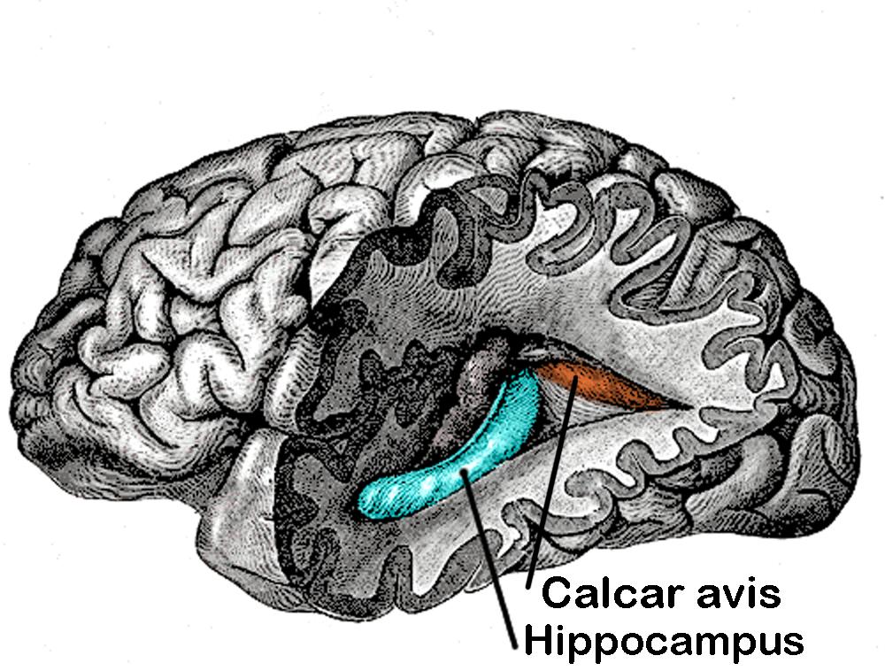 Hippocampus
