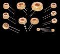 5TS 300Ω 120 MHz For VCRs, color TVs, CRTs, car radios WB0610-2.