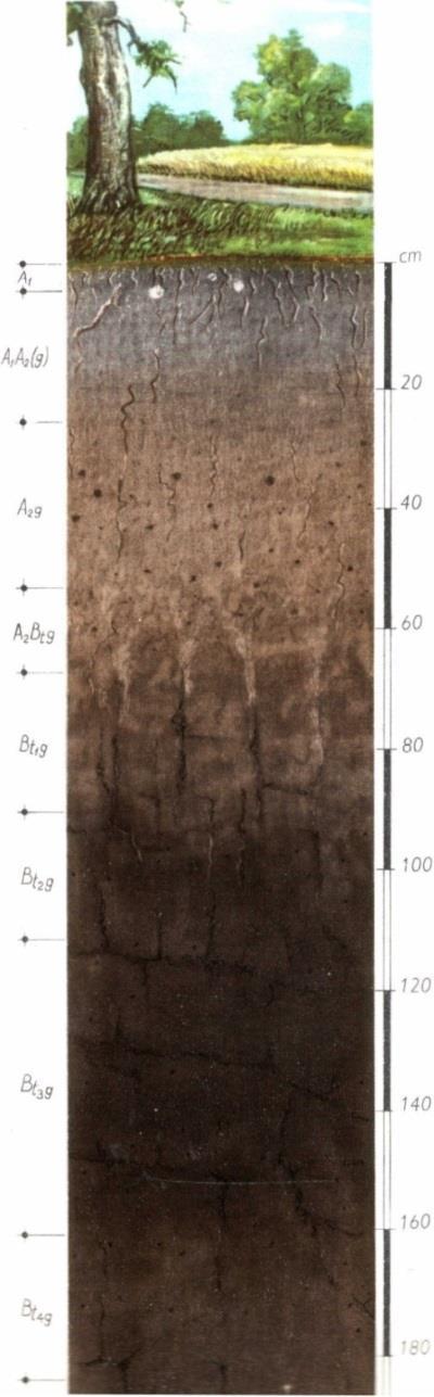 - 2,30 6,60 m (FG2 5,40 m; FG3 5,20 m) argila prafoasa si argila spre baza, cafenie galbuie si cafenie roscata, cu plaje si cuiburi nisipoase si rare elemente de pietris mic, cu noduli