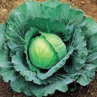 Goitrogene supstance Biljke i povrće iz porodice krstašica (Brassicaceae) sadrže supstance koje se