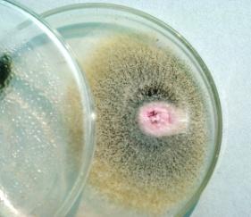 Najintenzivniji rast Fusarium plesni odvija se pri relativnoj vlažnosti vazduha od preko 70%, dok rosa i
