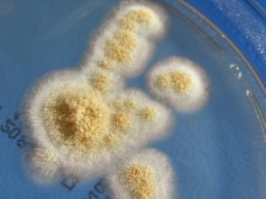 Fusarium vrste kontaminiraju zrna još u polju, ali se rast Fusarium plesni i sinteza toksina nastavlja i u