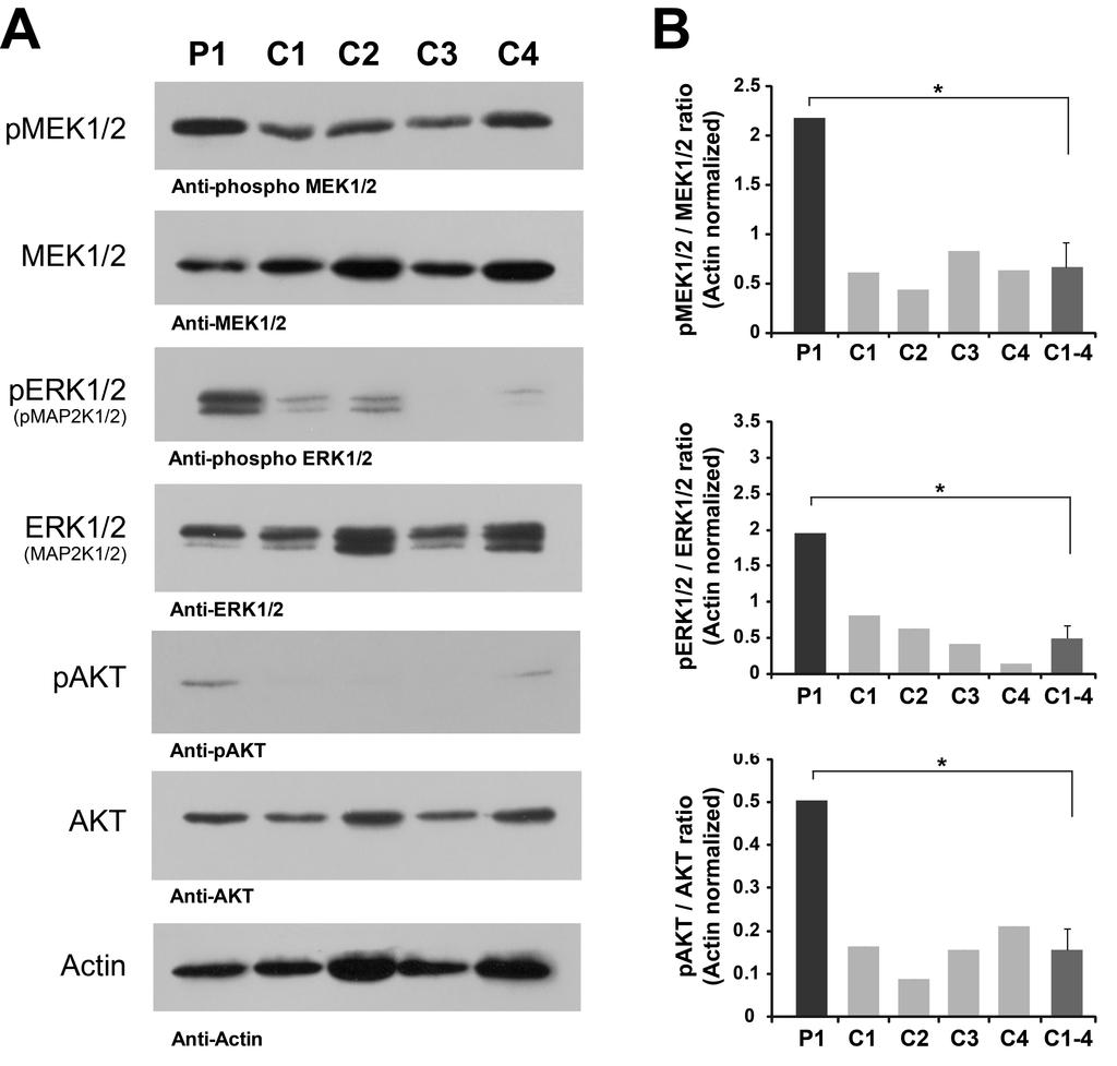 Supplemental Figure 6 Biochemical characterization of MEK, ERK and AKT phosphorylation levels.
