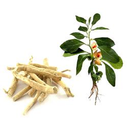 vitánia daruje sny prispieva k odstráneniu stresu a podporuje zdravý spánok udržiava normálny stav pokožky pôsobí ako antioxidant pomáha chrániť organizmus pred voľnými radikálmi a oxidačným stresom,