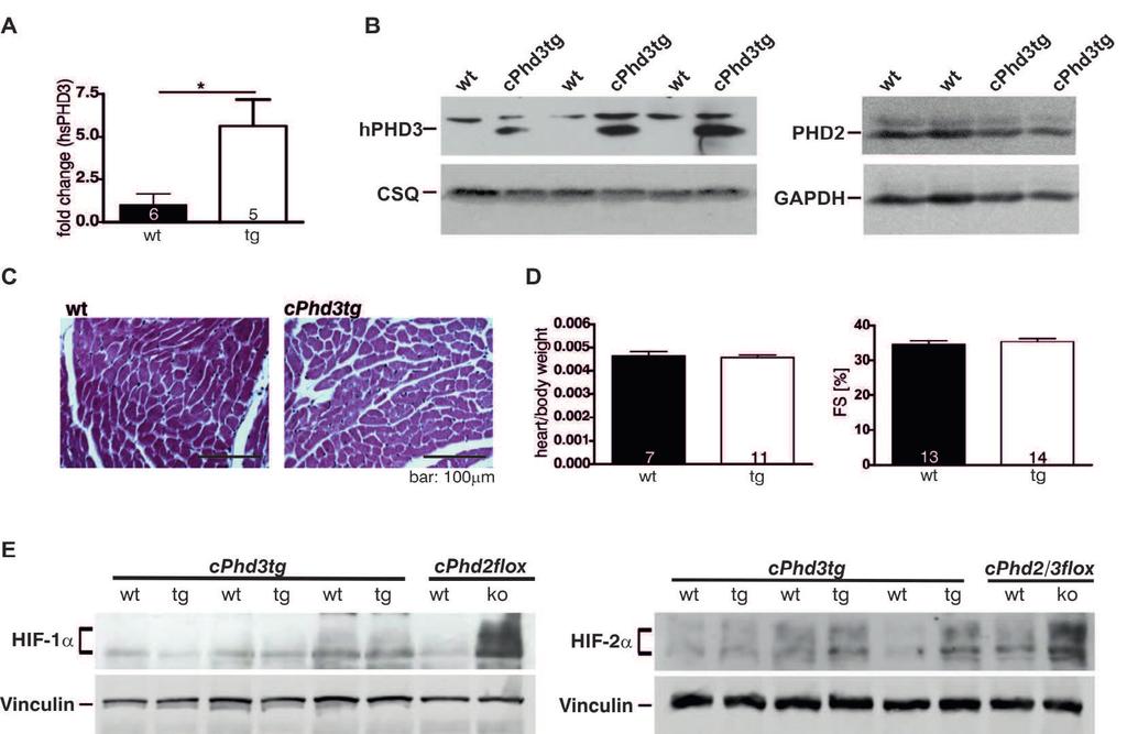 www.karger.com/cpb 846 Fig. 1. Left ventricles of cphd3tg cphd3tg tricles of cphd3tg cphd2 and cphd2/3 least three independent experiments. Statistical analysis t p the Figure legends.